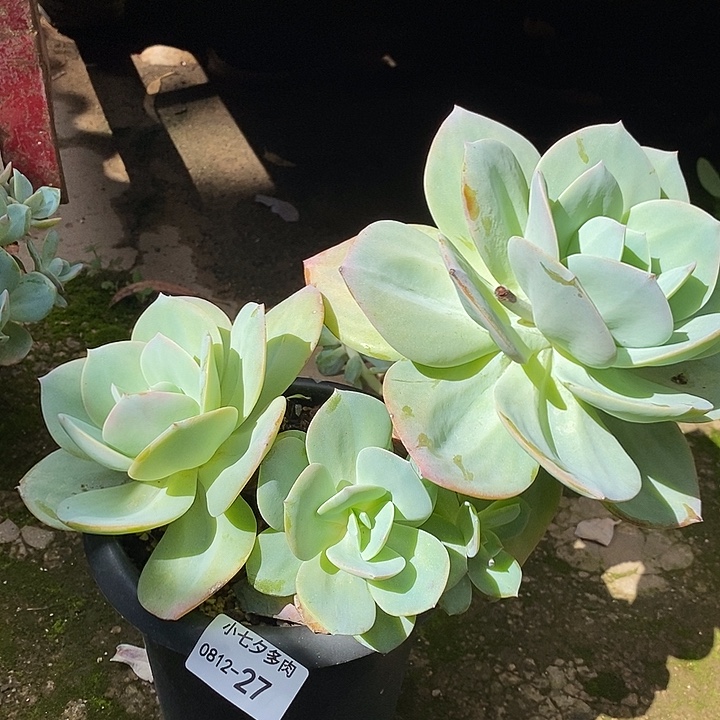 记得拍冷链白凤27
