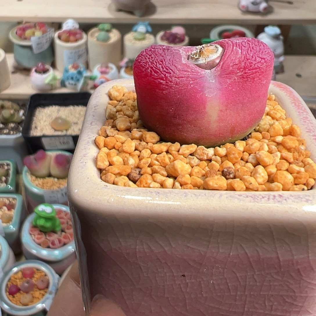 多肉植物245号紫红