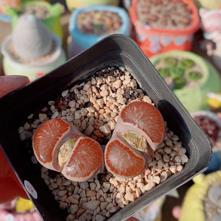 生石花花花花花花453