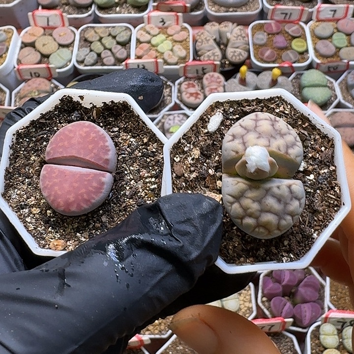 生石花33:：。  315号