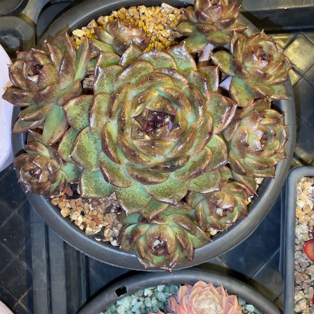 多肉植物一物一拍