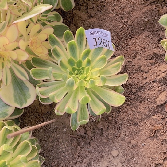 267青莲多肉植物