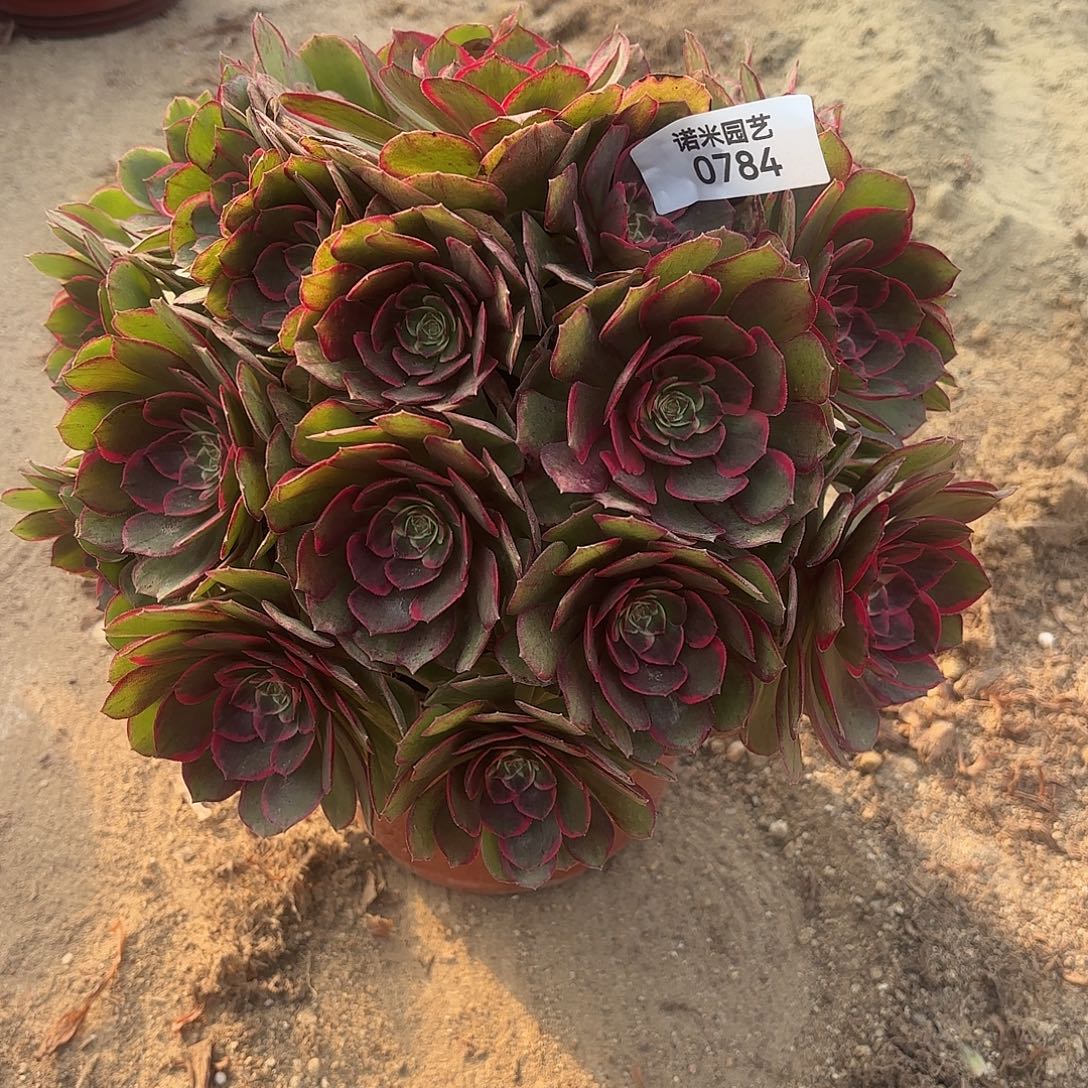 粉花妖手捧多肉植物784