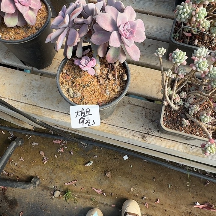 姜***️多肉植物一物一拍大胆