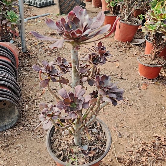花蝴蝶加急发货10