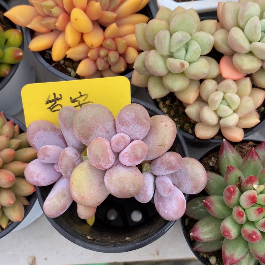 原是奶酪727272727272