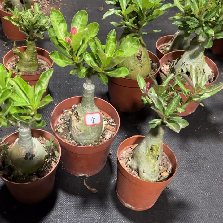 林***子完全开放有瑕疵三颗裸根15