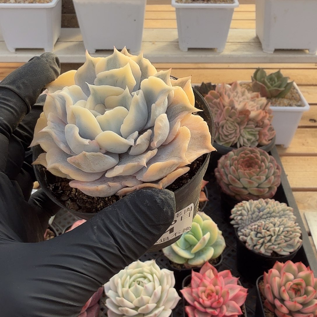 1220-51丽娜莲锦单头