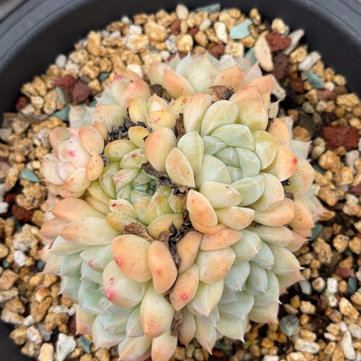 月影杂23114多肉植物