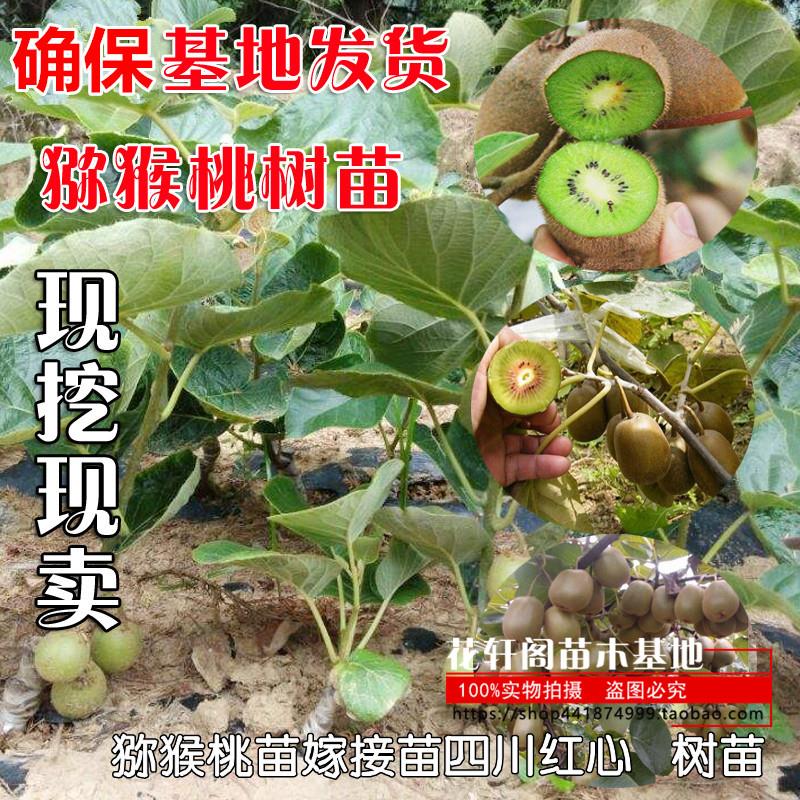 奇异果苗嫁接苗四川红心 树苗 水果树苗北方南方种植奇异果树果苗