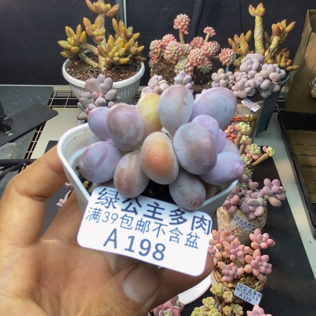198糖豆奶多肉4c m
