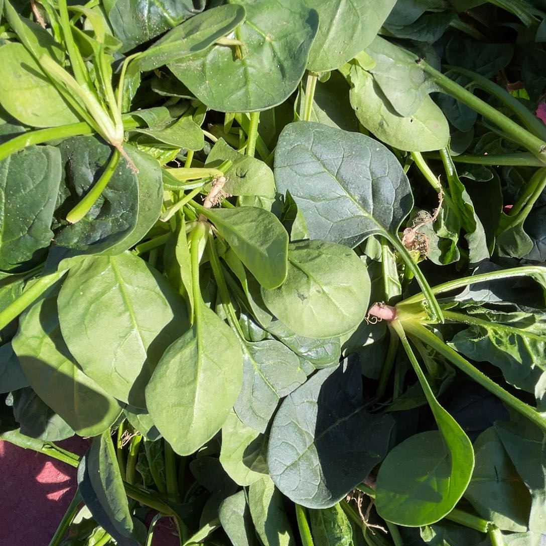 中国大陆农家红根菠菜三斤