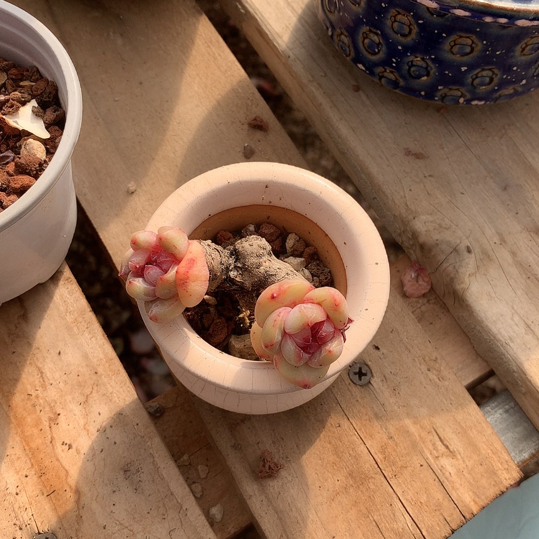 菘***.，哈哈哈哈哈哈哈哈哈哈石榴籽