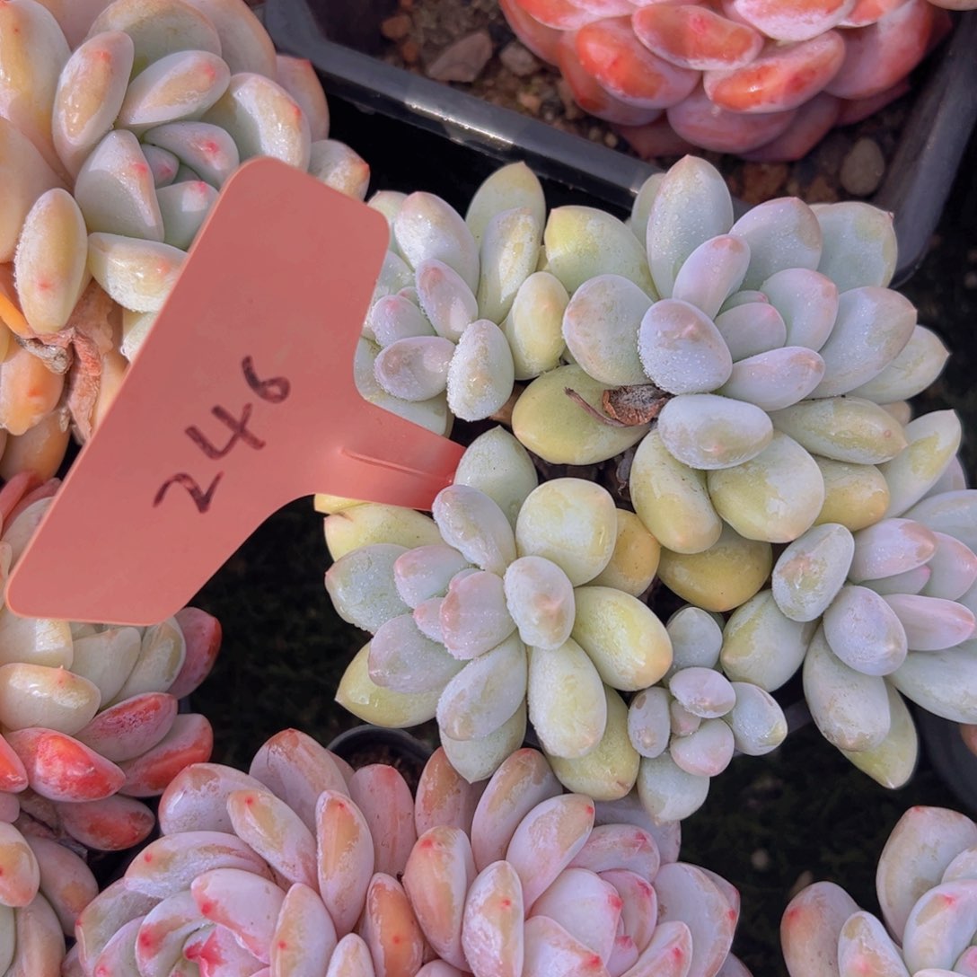 香玉的故事是一个人的故事吗我