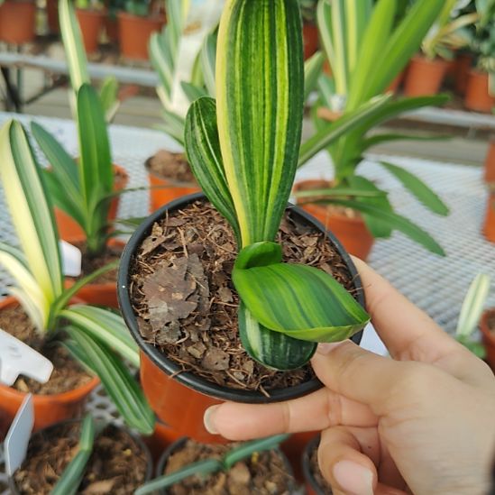 完全开放彩兰特价25