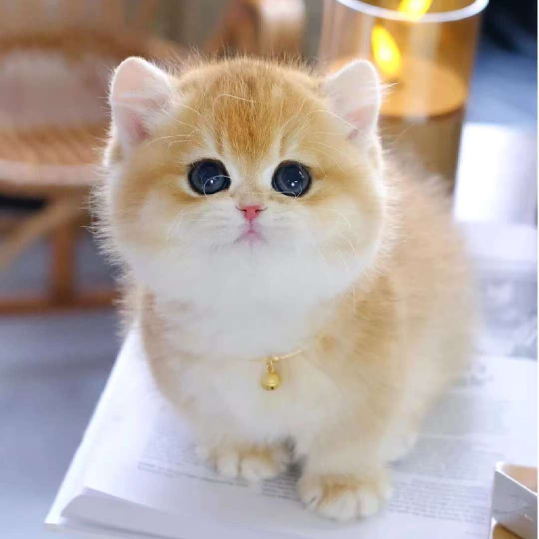 活体猫咪（金渐层)