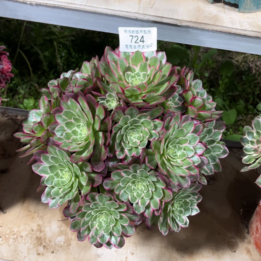 724芙蓉多肉植物法师