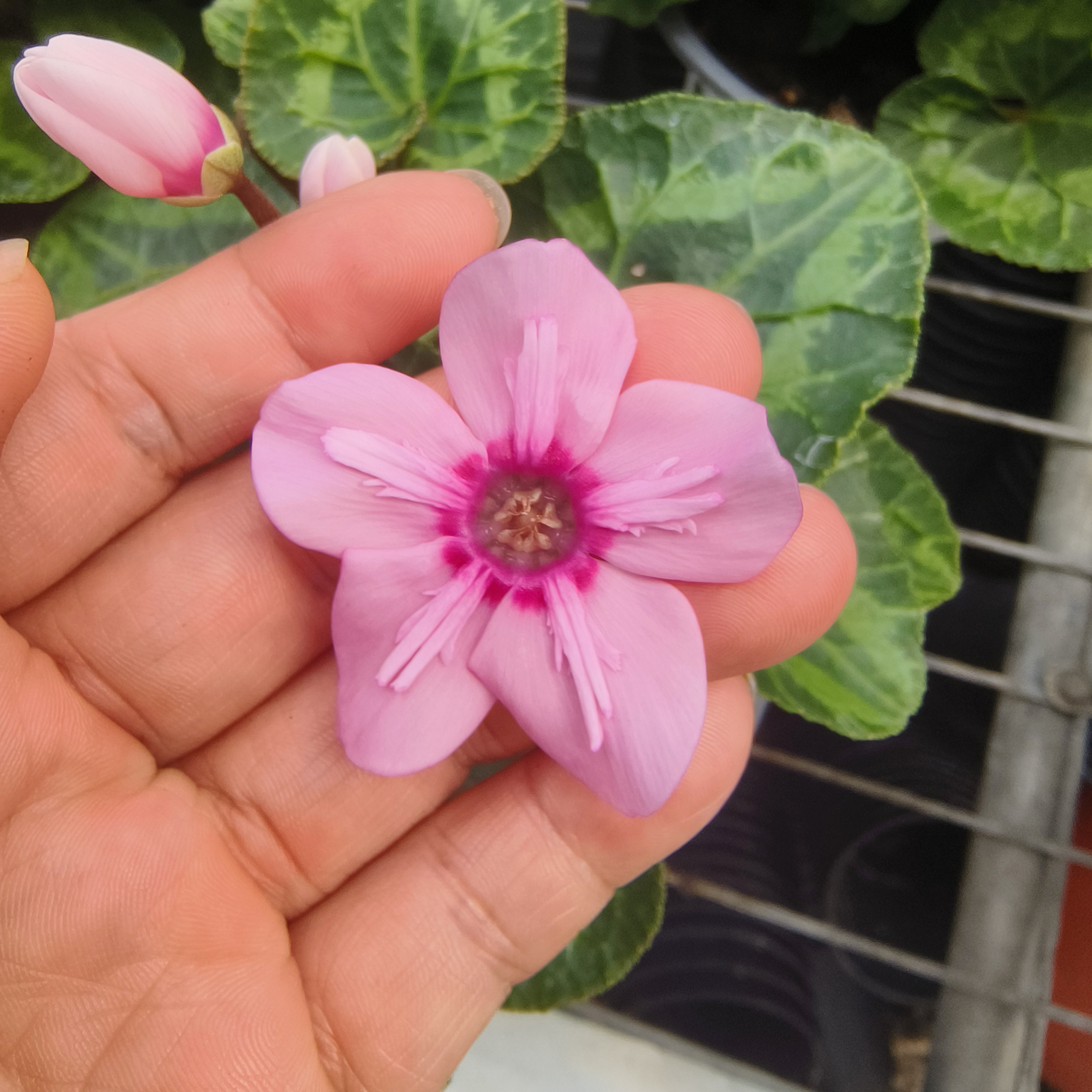 精品奇特幻雅花型仙客来花卉植物盆栽