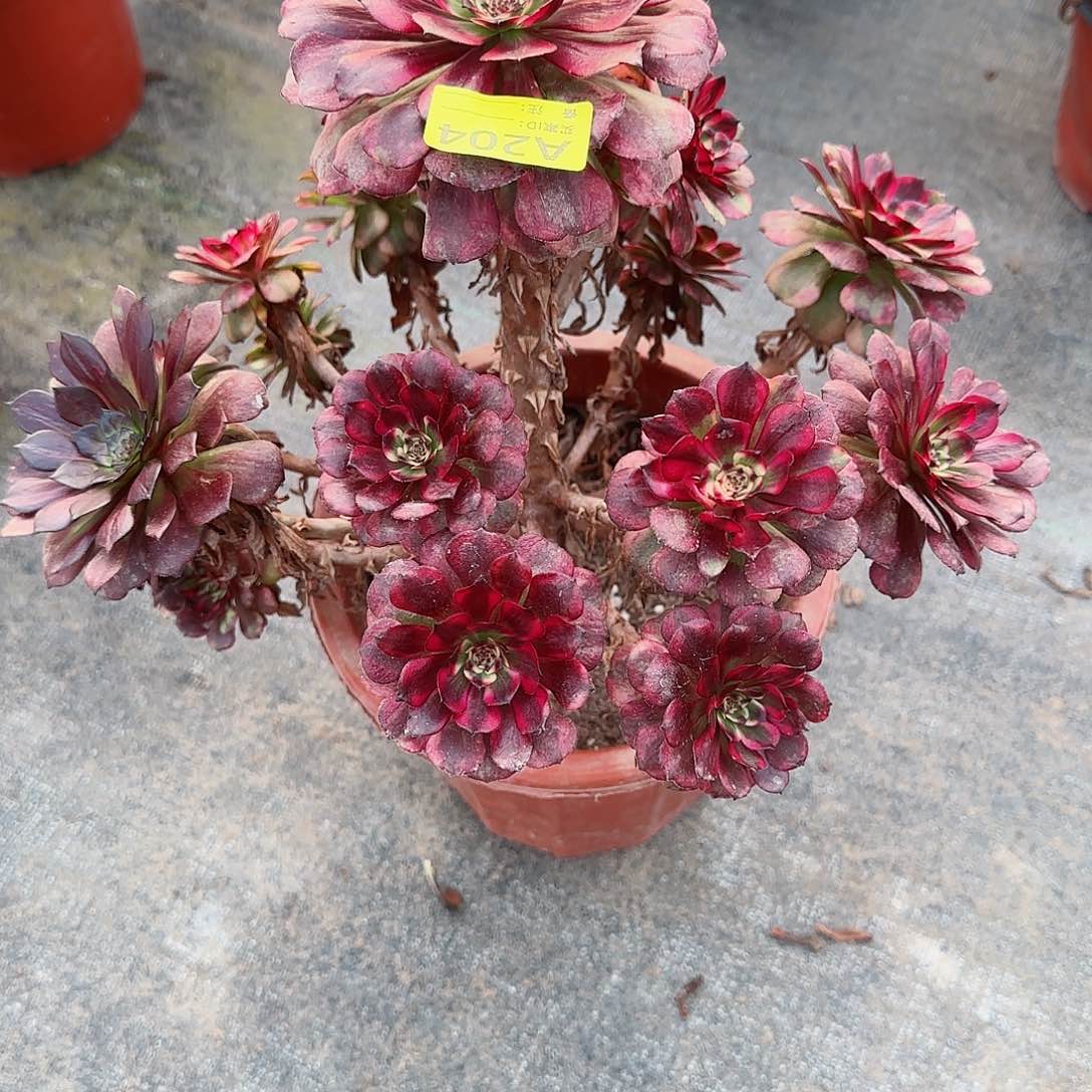 美肌204多肉多肉