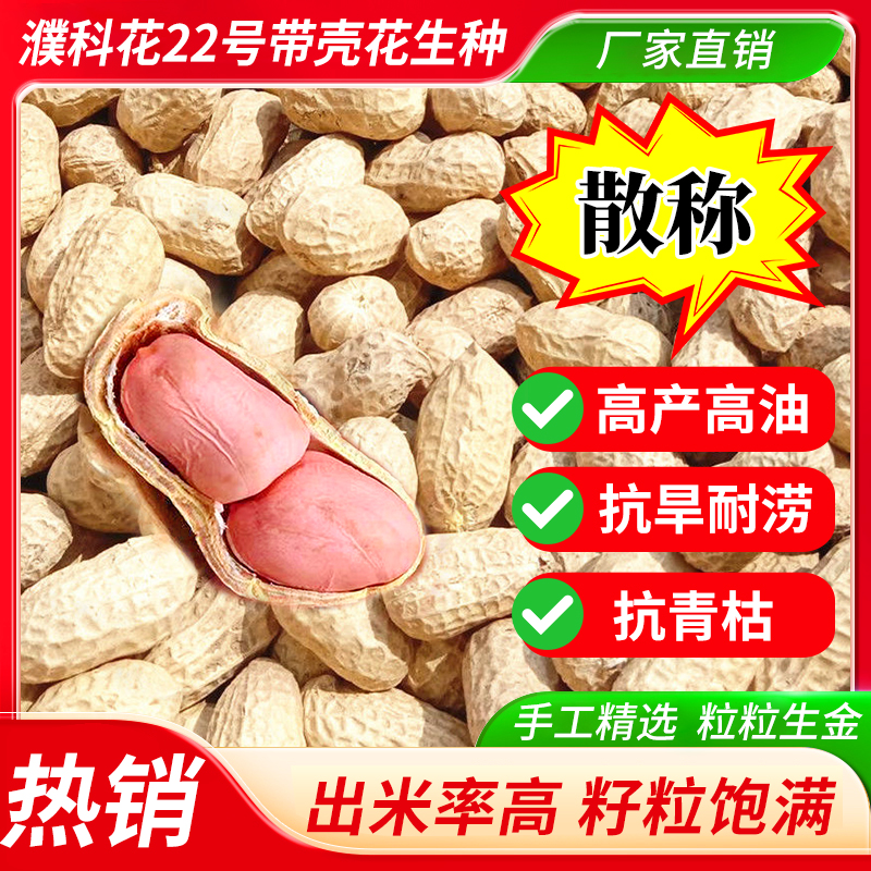  【散称5KG】农科院花生种子高产型濮科花22号 可留种 皮薄出米率高