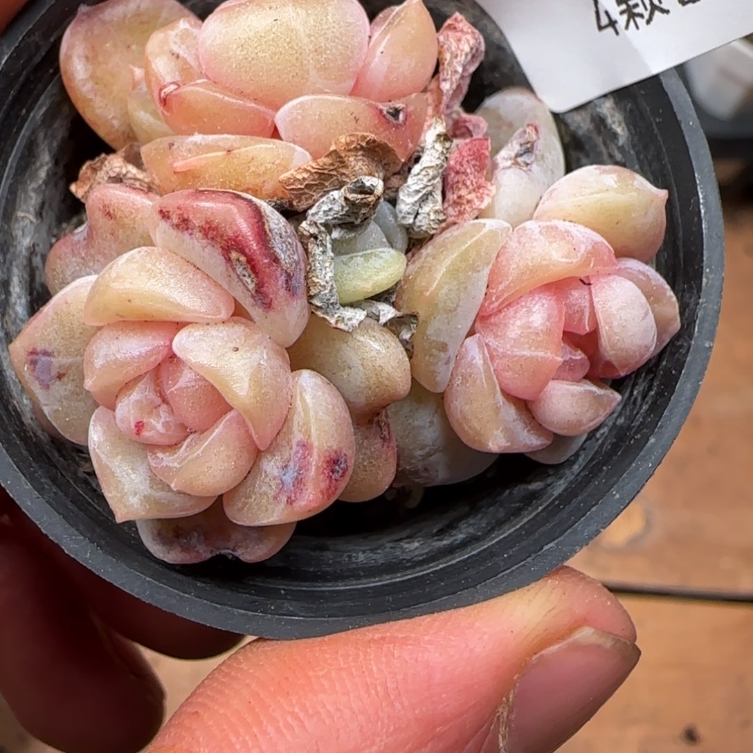 一物一拍麦秆糖心06193