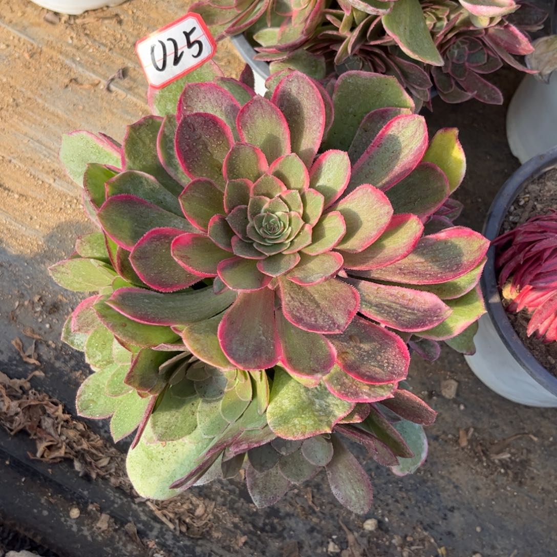 025多肉植物粉花妖阴阳