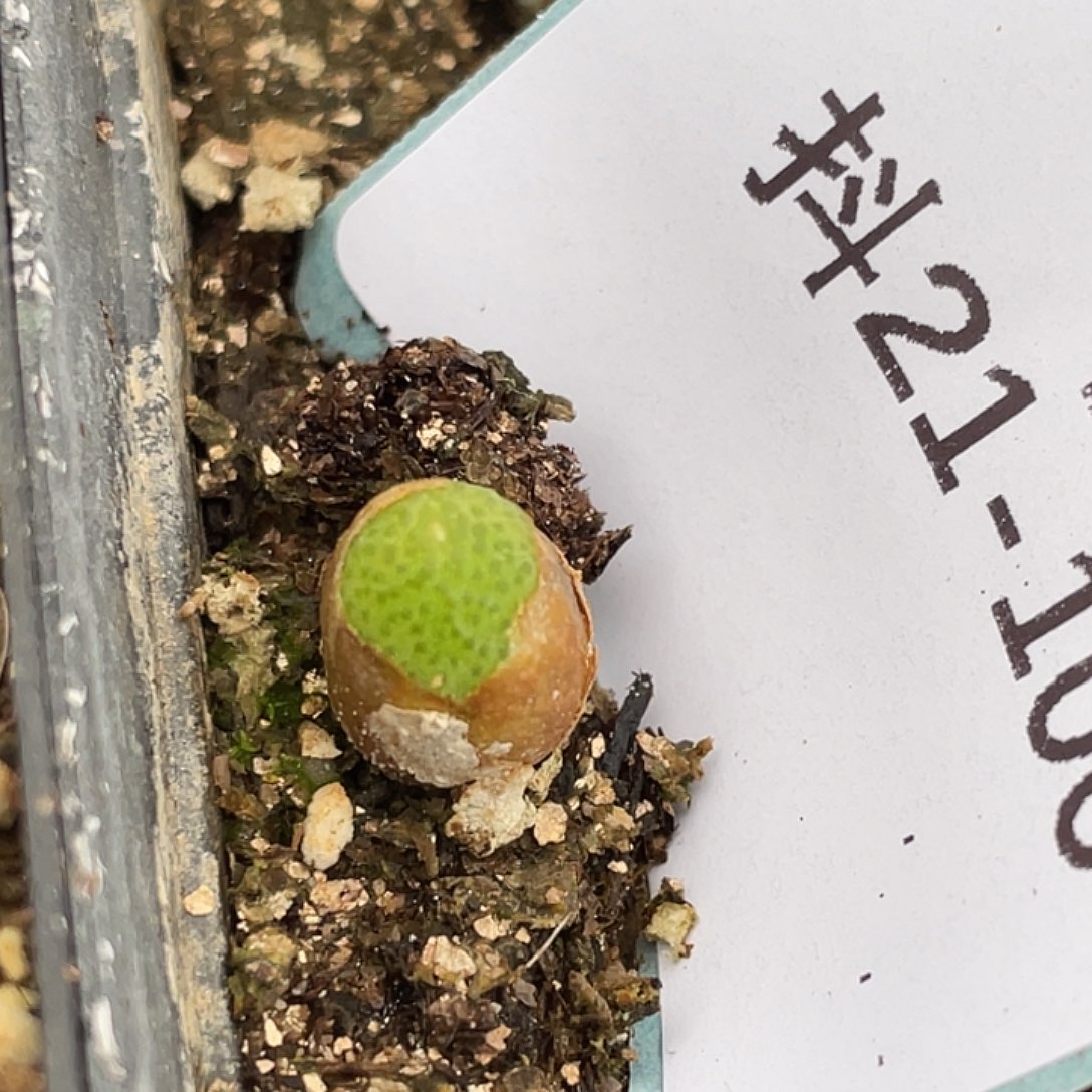 21-106玉米多肉植物