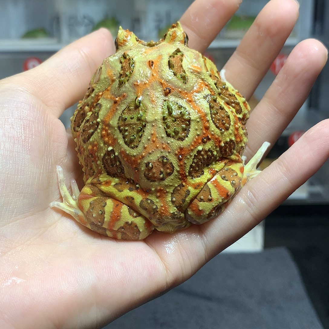 角蛙3809红原色公