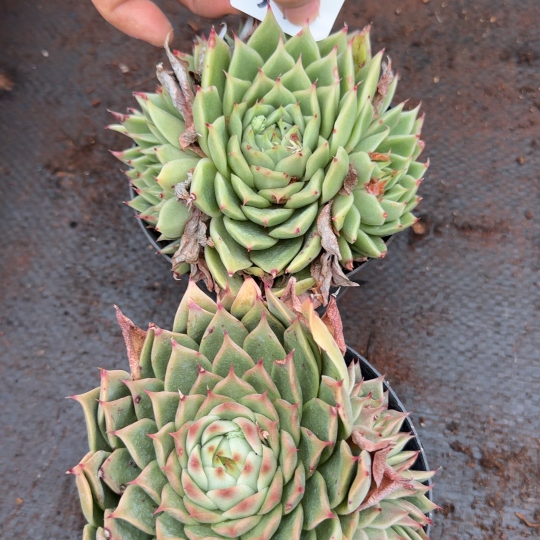 25-10海胆珍妮两颗群量拍