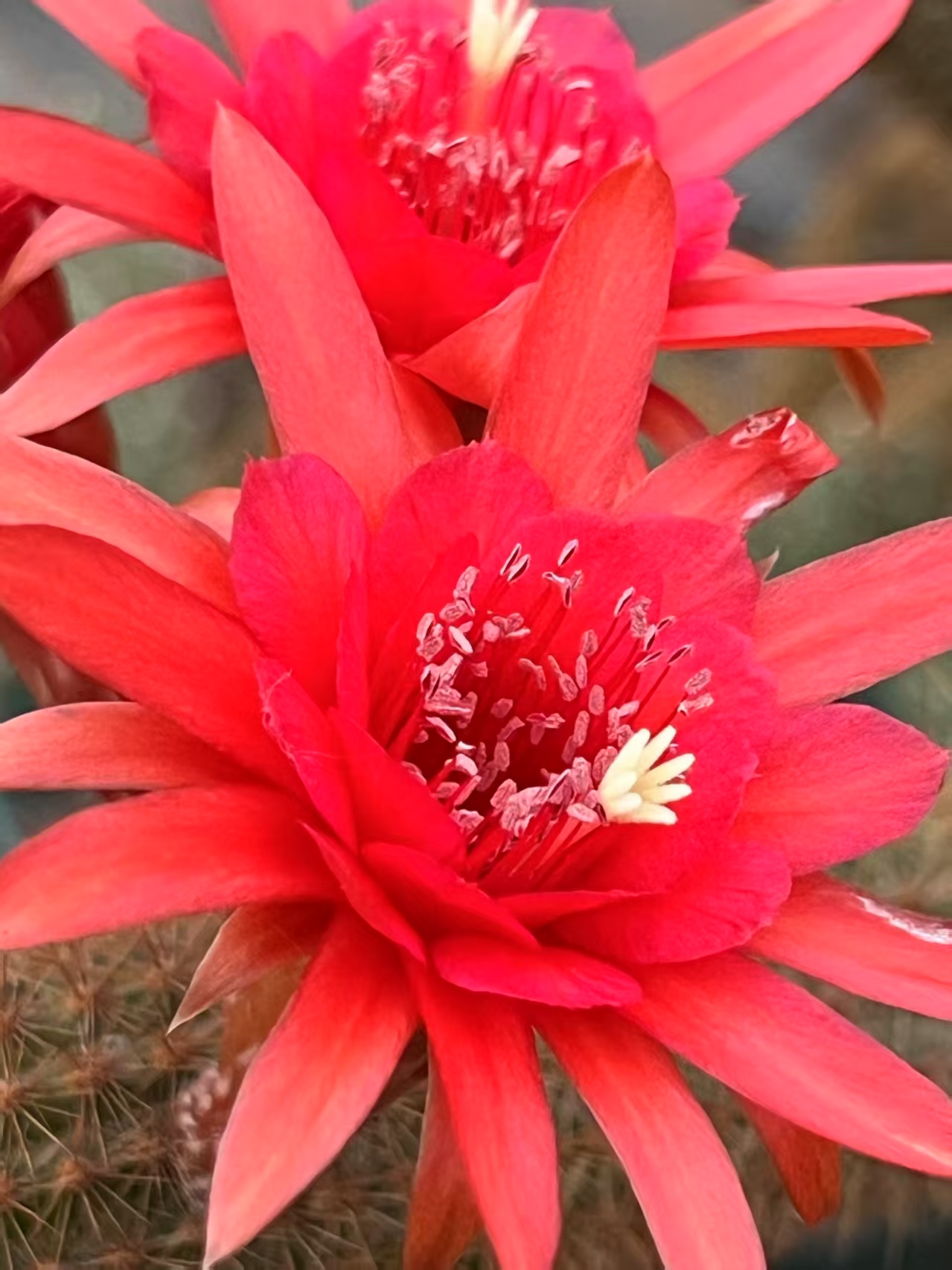 金妞毛花柱仙人球多肉植物可净化空气适合室内摆放