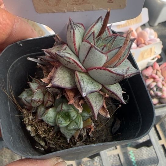 21百合锦一物一拍多肉