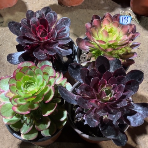 193多肉植物组合