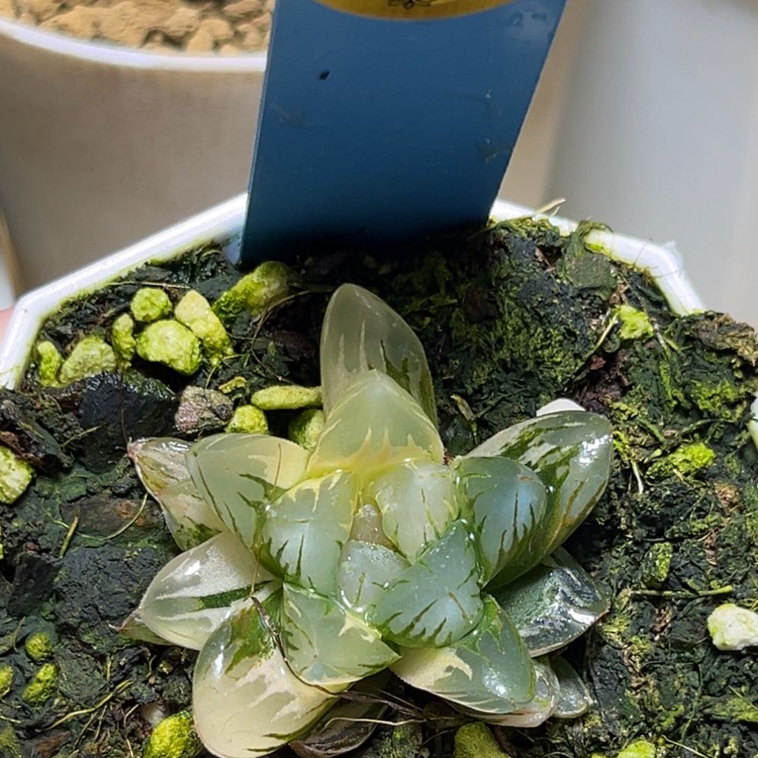 恭喜发财大吉大利771