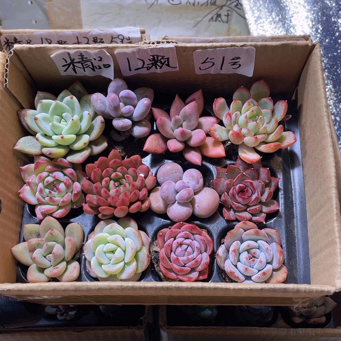 【闪购商品】【量拍】12颗-51号