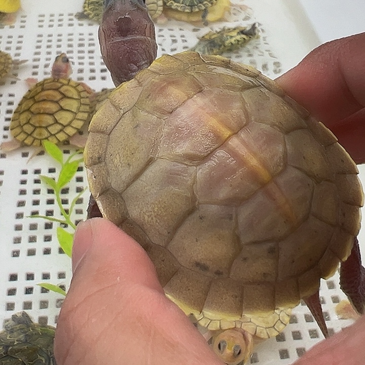 绿毛龟不分公母巴5845488