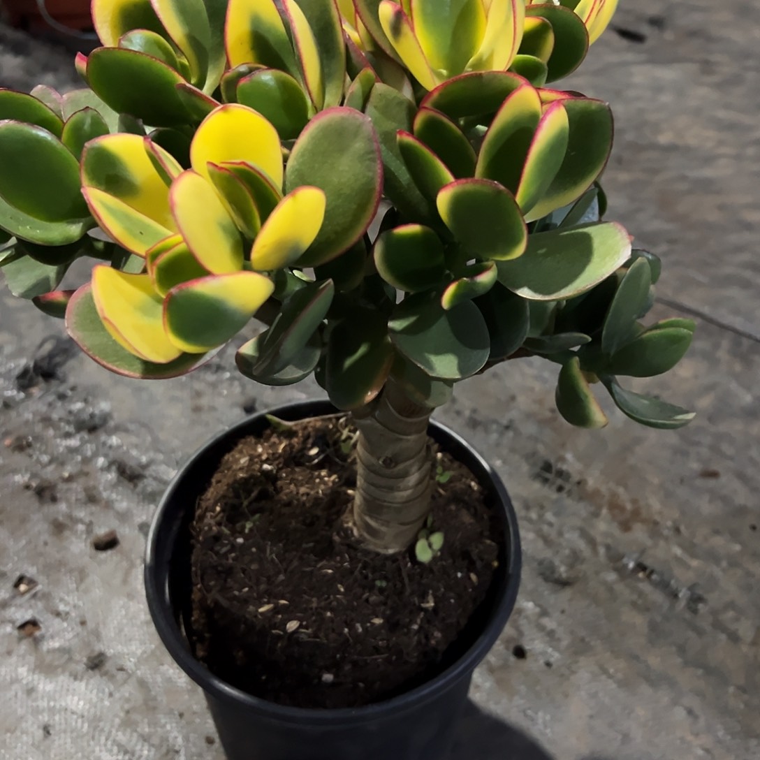 劉***二稀有新花月锦带盆