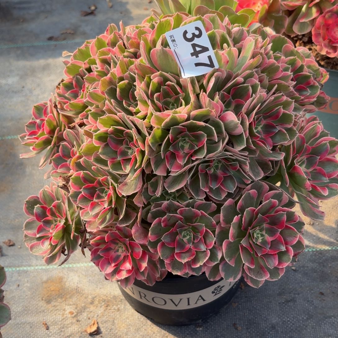 347大女妖多肉植物多肉植物