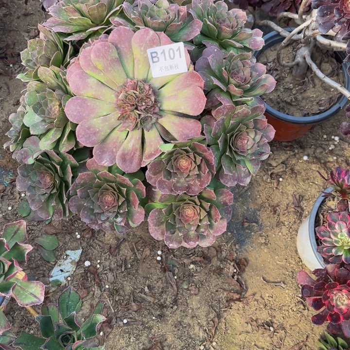 101万圣节有3断多肉法师不包断枝