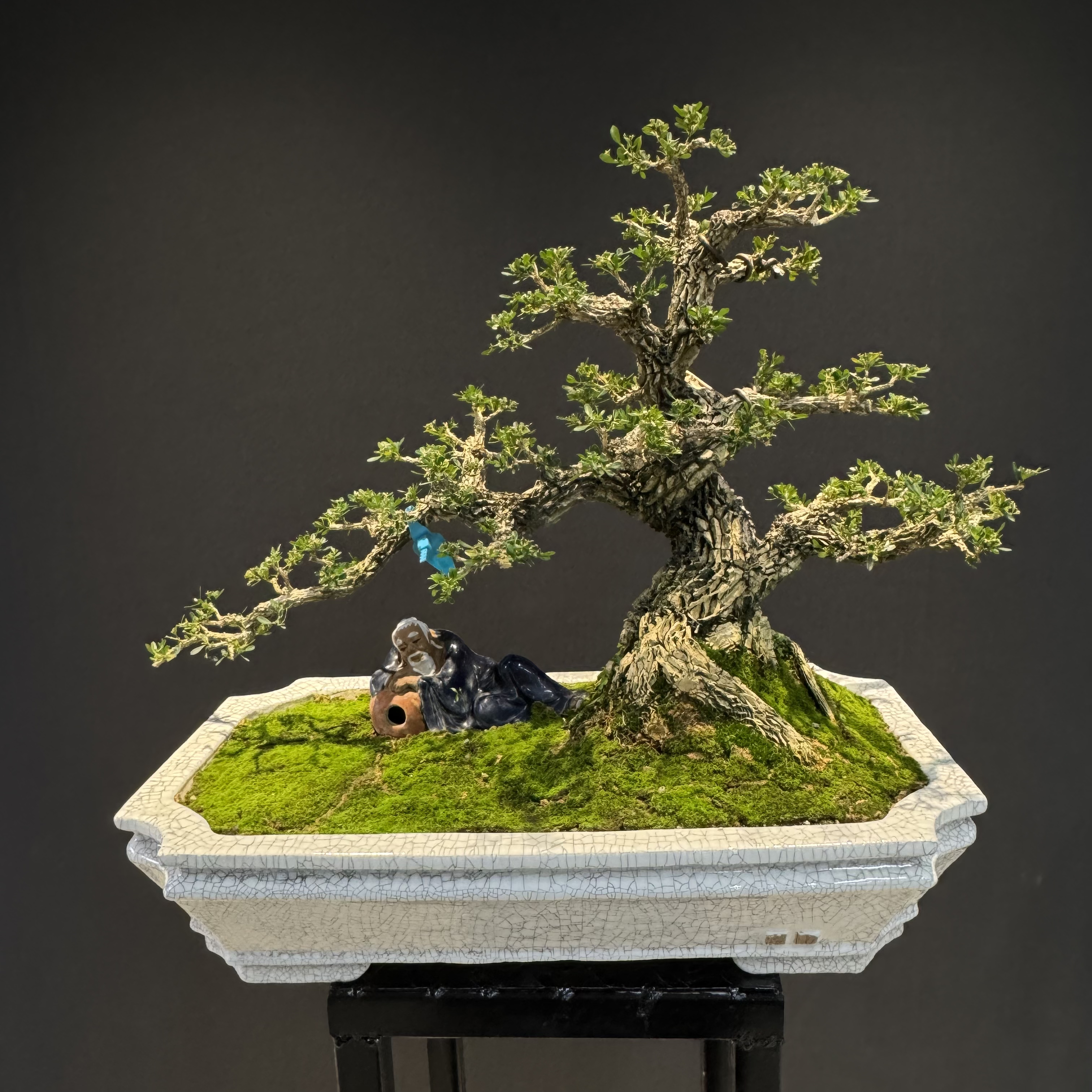 广东造型黄杨树老桩盆景雀舌小叶四季常青室内外可摆放盆栽