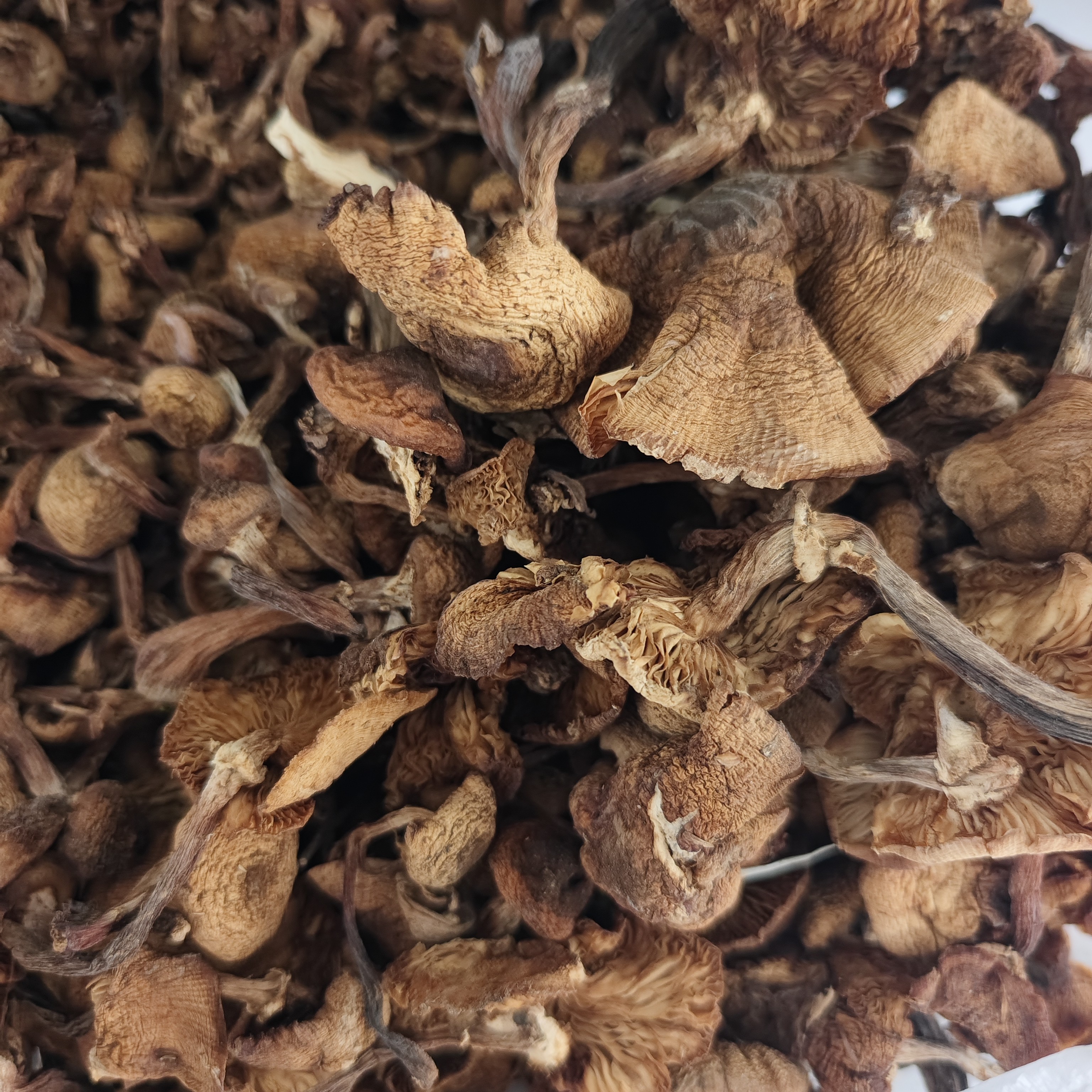 东北特产乡村小鸡炖蘑菇干蘑菇精选干货无根小嫩芽散装称重