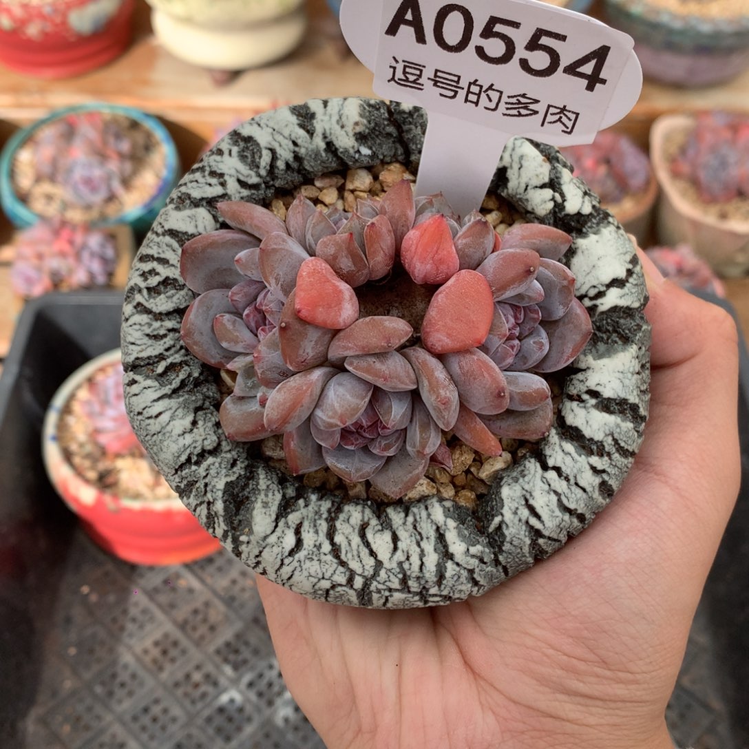 A0554 福利星影小脸 迷你号 7cm