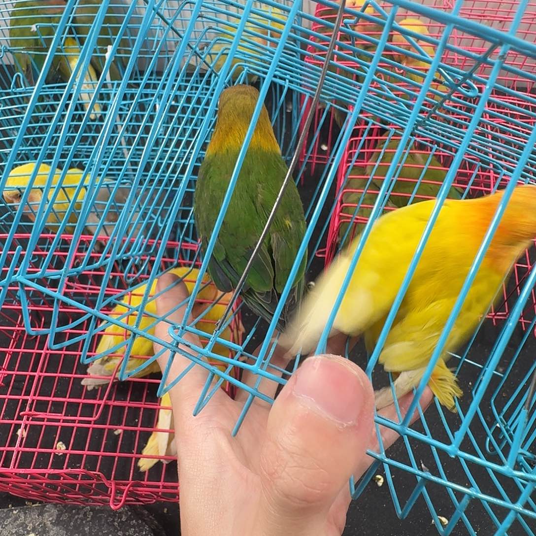 虎皮鹦鹉牡丹两只