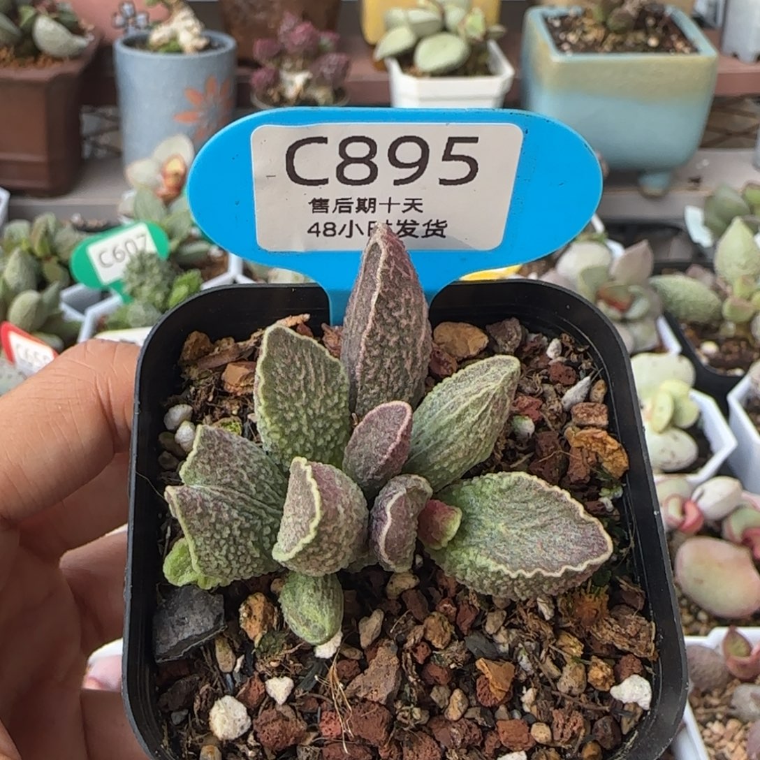 财神多肉。    895。  