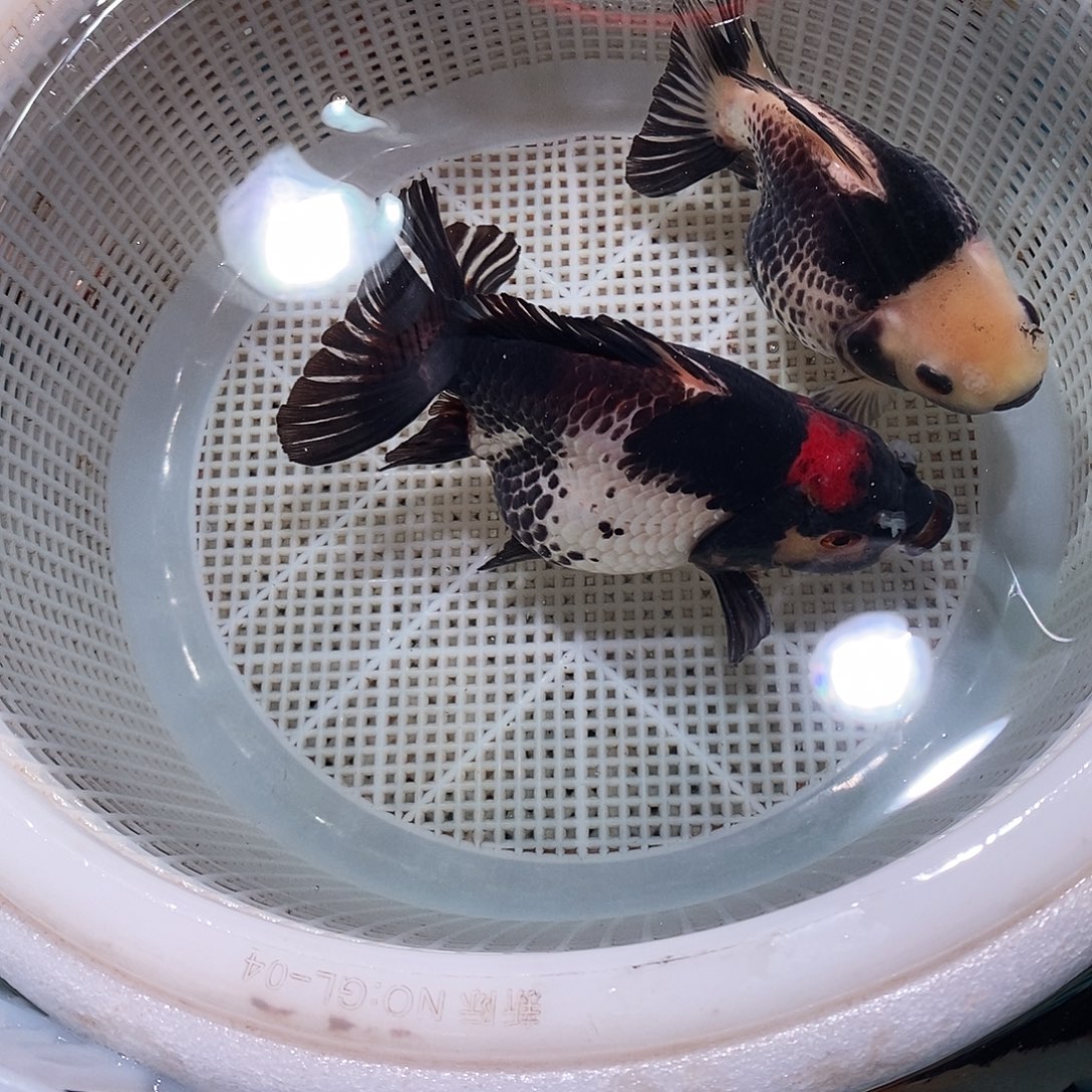 A***导海水鱼2条一个包裹包裹