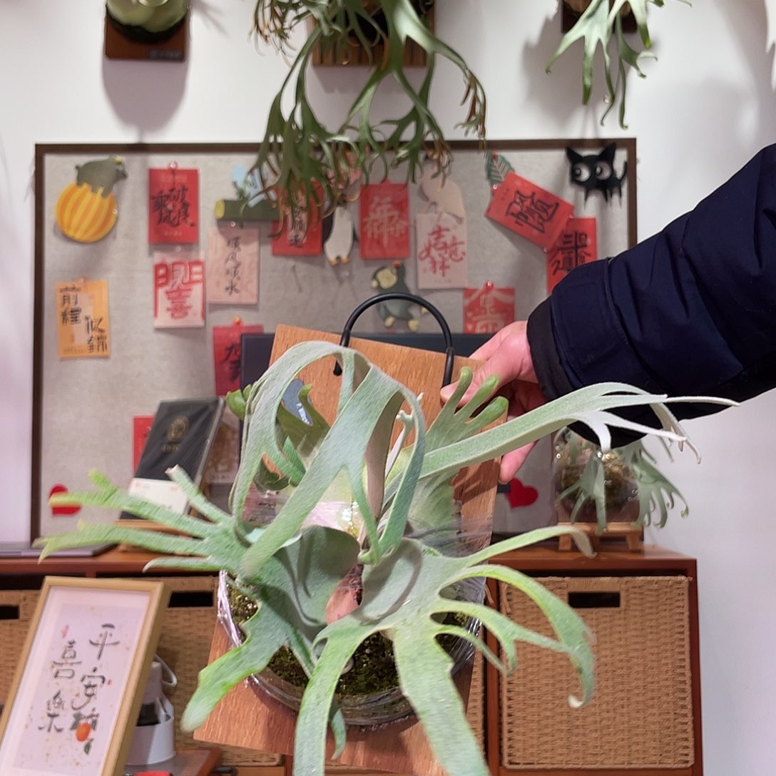 无花朵爱梦孢子苗