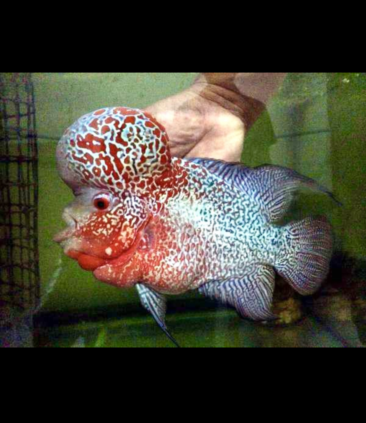 大爆头淡水罗汉鱼热带观赏鱼耐活适合饲养