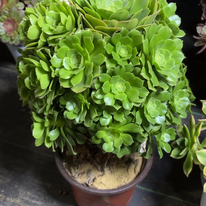 瑞妈一物一拍421