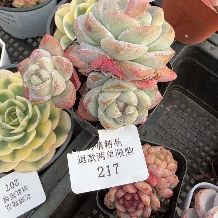 闪购精品多肉217号