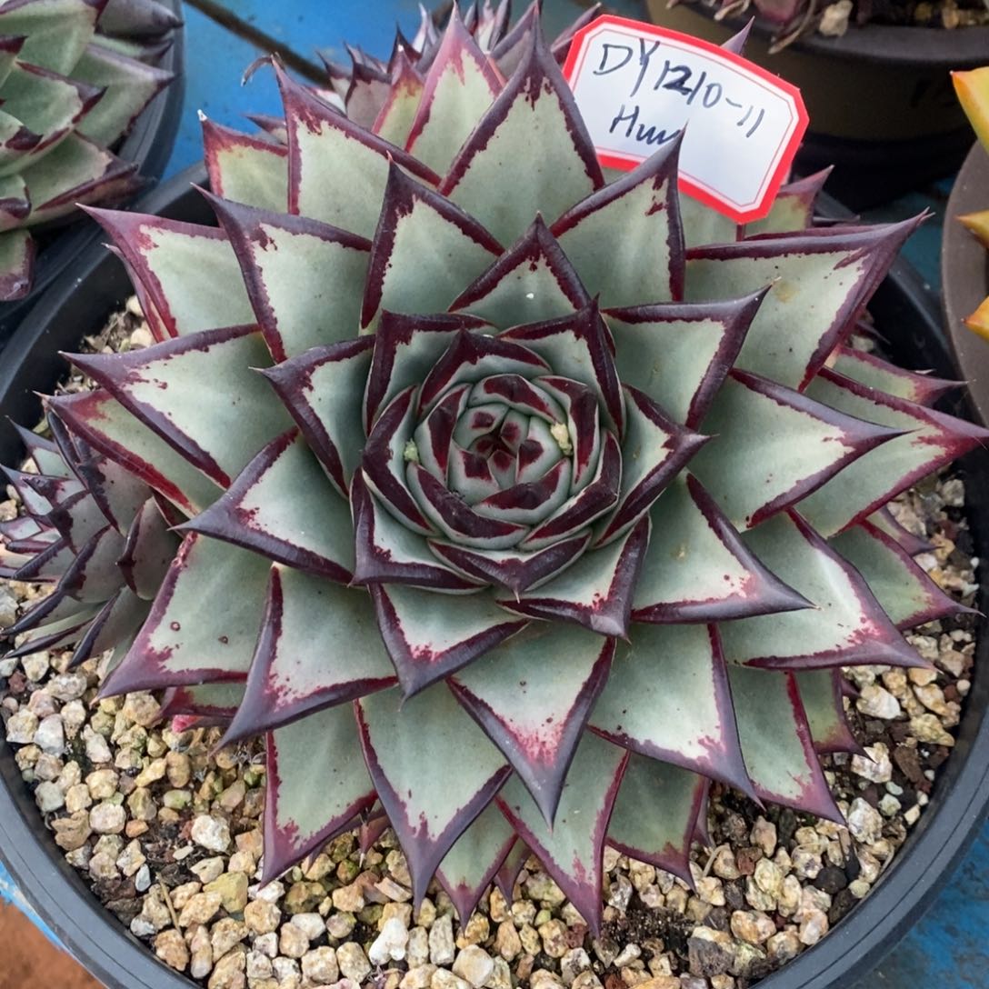 蓝皮乌木1210-11（Huu）