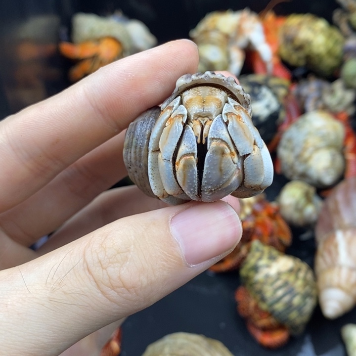 2.6口紫陆一只随缘出